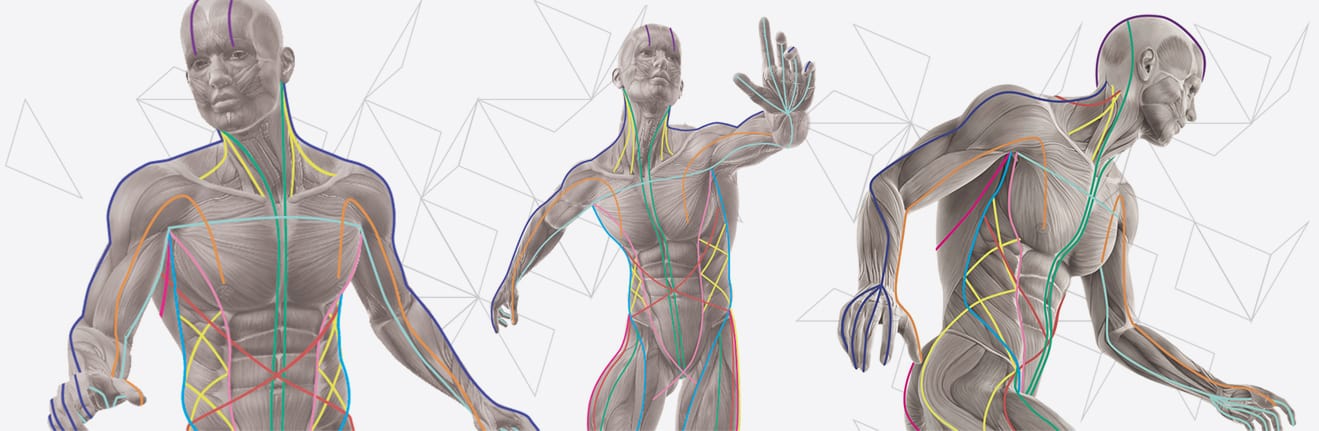 anatomy-slide-3261637582