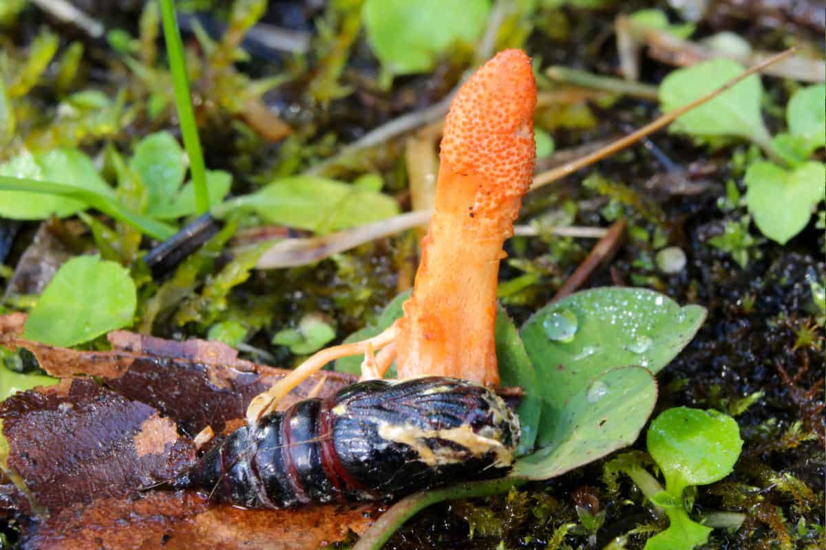 cordyceps