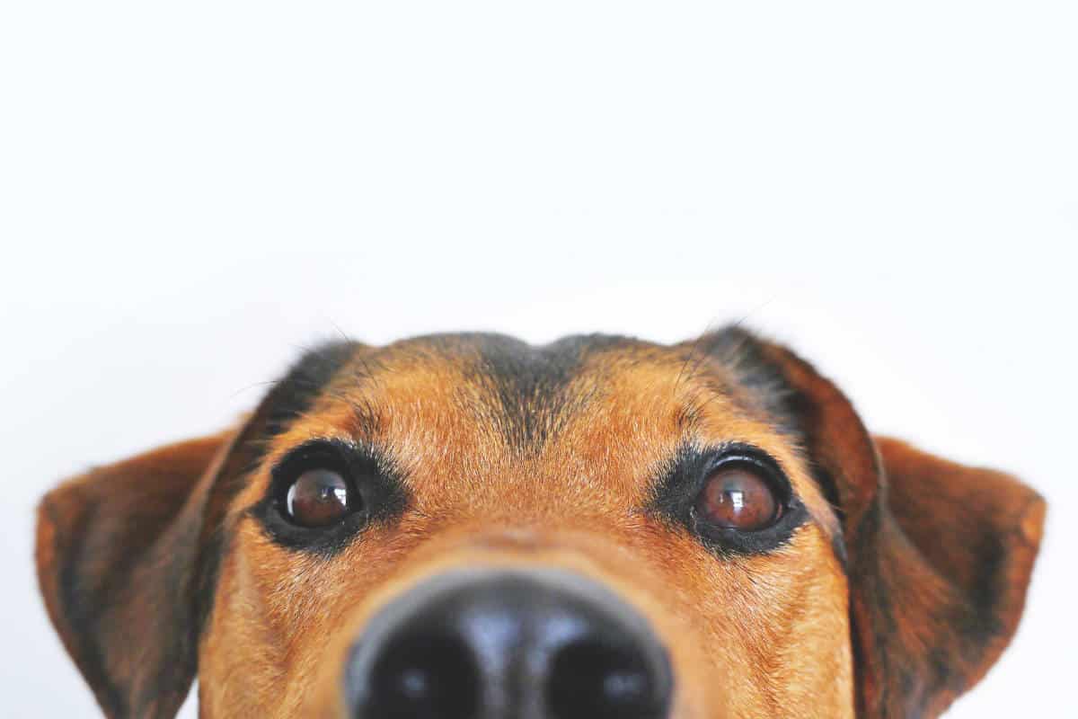 Jaar van de Hond