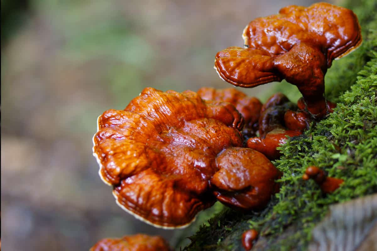 lakzwam